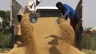 Agroexport: Rusya, Afrika Buğday Pazarındaki Payını Büyüttü