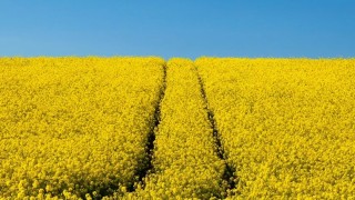 APK-Inform: Ukrayna kolza ihracatı 9 sezonun dibinde