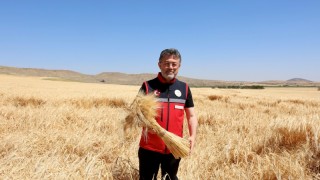 Bakan Yumaklı: Hububatta rekor üretim bekliyoruz, destek artacak