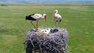 Dicle Elektrik Şırnak'ta göçmen kuşlar için yuva kurdu