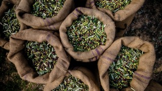 EZZİB: Zeytin ve Zeytinyağı İhracatı İlk Yarıda Yüzde 30 Düştü