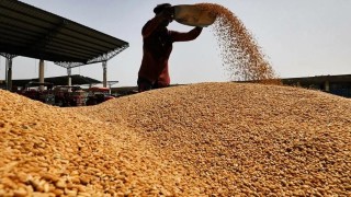 FAO: Buğday Fiyatları Haziranda Yüzde 4,4 Düştü