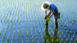 FAO: El Niño, Küresel Pirinç Fiyatlarını Rekora Taşıyabilir
