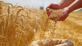 FAO: Rusya Tahıl ve Gıda Ticaretinde Etkisini Artırıyor