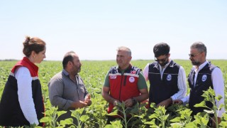 Hatay Büyükşehir 151 Üreticiye Ayçiçeği Tohumu Desteği Sağladı