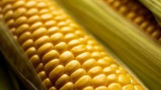 IFPRI: Hürmüz Boğazı krizi mısır ve buğday ekimini azaltabilir