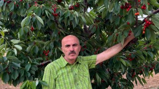 Karaman Ziraat Odası Başkanı Bayram: Kirazda yüksek rekolte üreticiyi kurtarmadı