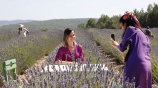 Muğla Büyükşehir Koku Vadisi'nde lavanta hasadını başlatıyor