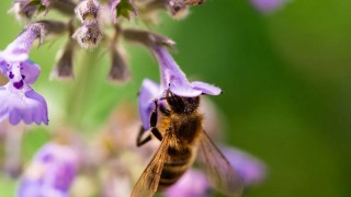 Newcastle Üniversitesi: Stres bombus arılarının görüşünü keskinleştiriyor