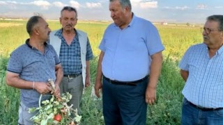 Ömer Fethi Gürer: Serik'te yeşil domates icradan satışta