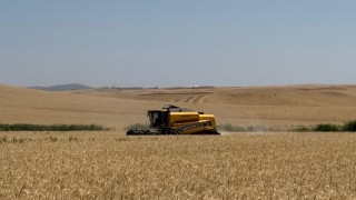 Platts: Karadeniz buğday fiyatları son üç haftanın zirvesinde