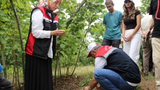 Samsun İl Tarım: Fındıkta rekolte tespit çalışmaları sürüyor