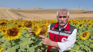 Tekirdağ'dan ayçiçeğinde arıların verimine dikkat çeken uyarı