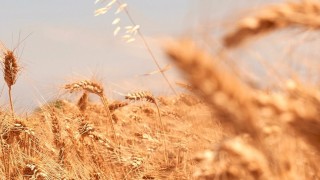 TMO'dan Hububat Ürün Bedeli İçin 23,3 Milyar TL Ödemesi