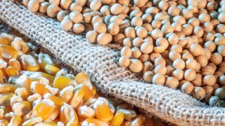 ABD Tarım Bakanlığı: Mısır ve soya ekili alanlar geriledi