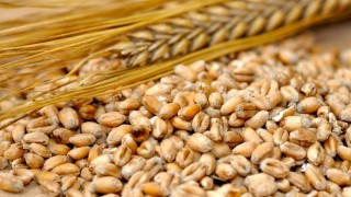 Agrocereale: Moldova'da Arpa Fiyatları Hasatla Geriledi