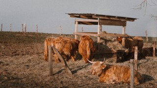 Almanya’da kuraklık ve yem sıkıntısı hayvan satışını artırdı