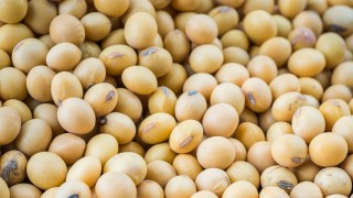Almanya'da soya ekim alanı 10 yılda yüzde 174,1 yükseldi