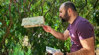 Antalya’da Meyve Sineğine Karşı Tuzak Kontrolleri Yapıldı