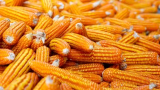 Arjantin'de mısır üretimi 71,5 milyon tonla tarihi rekor kırdı