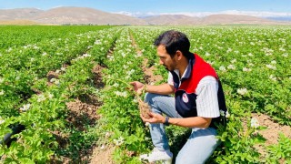 Bayburt'ta Patateste Karantina Hastalığına Rastlanmadı