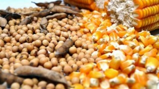 CBOT: Buğday, Mısır ve Soya Vadeli İşlemleri Günü Düşüşle Kapattı