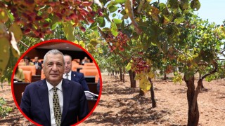 CHP'li Öztürkmen: Boz fıstıkta üretici desteklenmeli