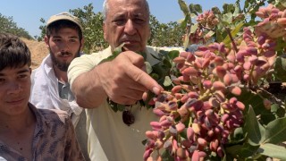 CHP’li Öztürkmen, Suriye’den gelen fıstık için denetim istedi