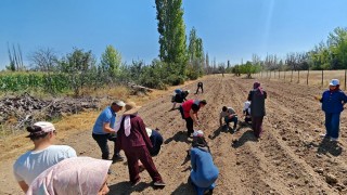 Çumra’da 700 metrekare alanda safran ekimi yapıldı