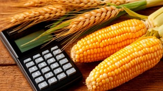 FAO açıkladı: Buğday ve mısır fiyatları temmuzda arttı