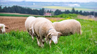 FAO: Koyun eti fiyatları temmuzda yeni rekor kırdı