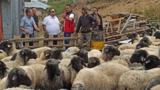 Giresun’da Karayaka koyunu için ıslah çalışmaları sürüyor