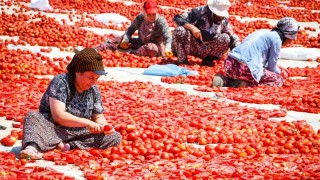 İzmir Büyükşehir Belediyesi, Torbalı’da kuru domatesi destekliyor