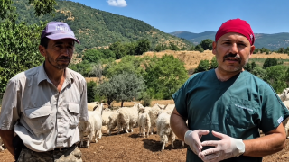 Kalkan: Tiftik Keçisi Yılın 12 Ayı Meradan Yararlanıyor