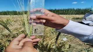 Kazakistan’da kuraklığa dayanıklı yeni arpa çeşidi geliştirildi