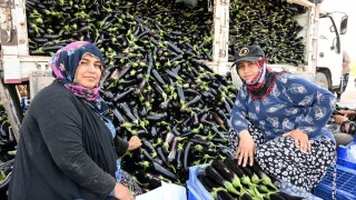 Manisa’da selde zarar gören üreticiye yüzde 100 hibe fide desteği