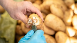 Okinawa Enstitüsü, patates bakterisine karşı virüsü inceledi