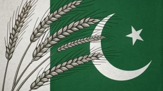 Pakistan Hükümeti 1 Milyon Ton Buğday İthalatı Planlıyor
