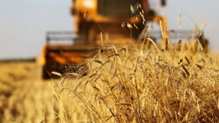 Rus Tahıl Birliği: Rusya'nın buğday ihracatı %17,7 düştü