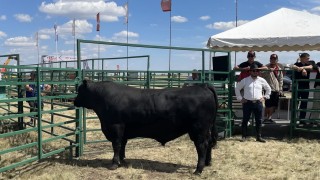 Şampiyon Angus boğası için 15 bin 400 dolar teklif edildi
