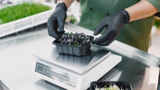 Science Advances: Bakteriler bitkilerin tuz direncini artırıyor
