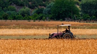 TMO-TOBB: Yulaf yüzde 22, Makarnalık Buğday yüzde 17 Arttı