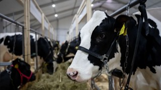 TÜSEDAD: 2026 çiğ süt desteği ve ödeme takvimi bekleniyor