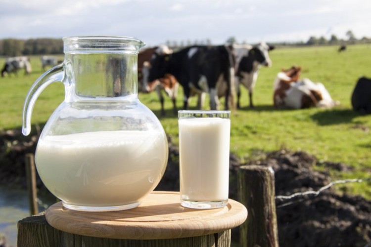 Toplanan İnek Sütü Miktarı Mayısta Yüzde 13,2 Arttı