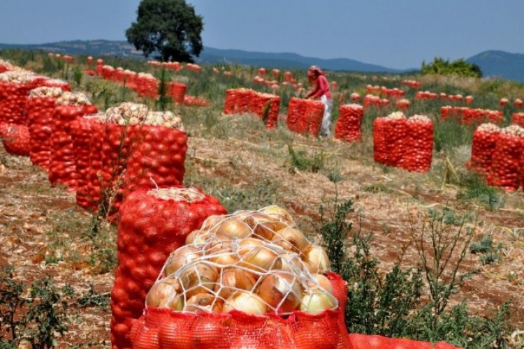 Esgin: Soğan İhracatına İzin Verilmesi Başta Çiftçilerimiz Olmak Üzere Hepimizi Mutlu Etti