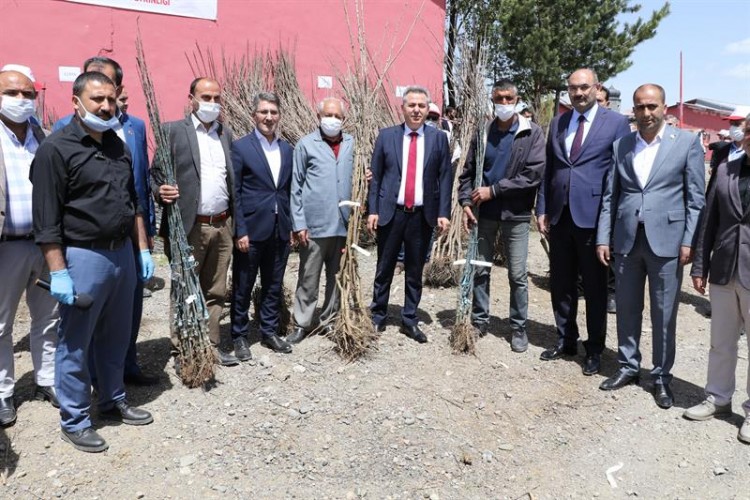 Ağrılı Üreticilere 60.000 Adet Meyve Fidanı Dağıtıldı