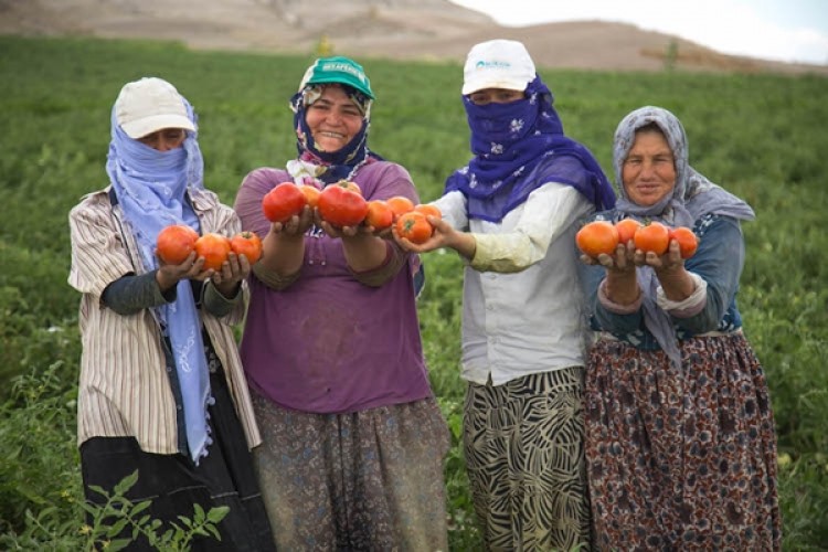 Yavaş’tan Başkent Çiftçisinin Yüzünü Güldüren Destek