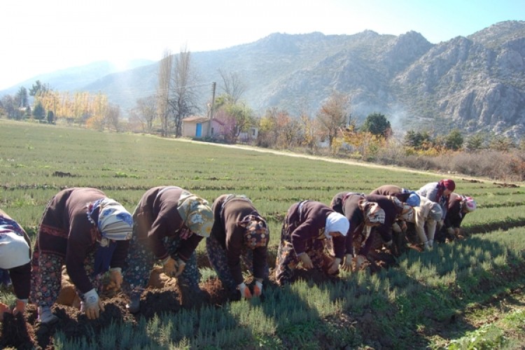 Türkiye, Dünya Ormancılığında Bir İlki Başararak Suni Yollardan Ardıç Fidanı Üretti