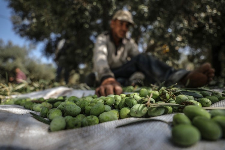 Afrin'de Zeytin Hasadı Başladı