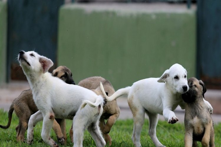 Bu Köpekler Kapış Kapış...Dünyaya Gelmeden Satılıyor